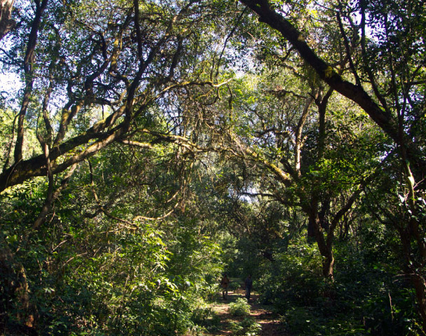 mhadei